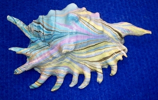 Marbling a beach shell